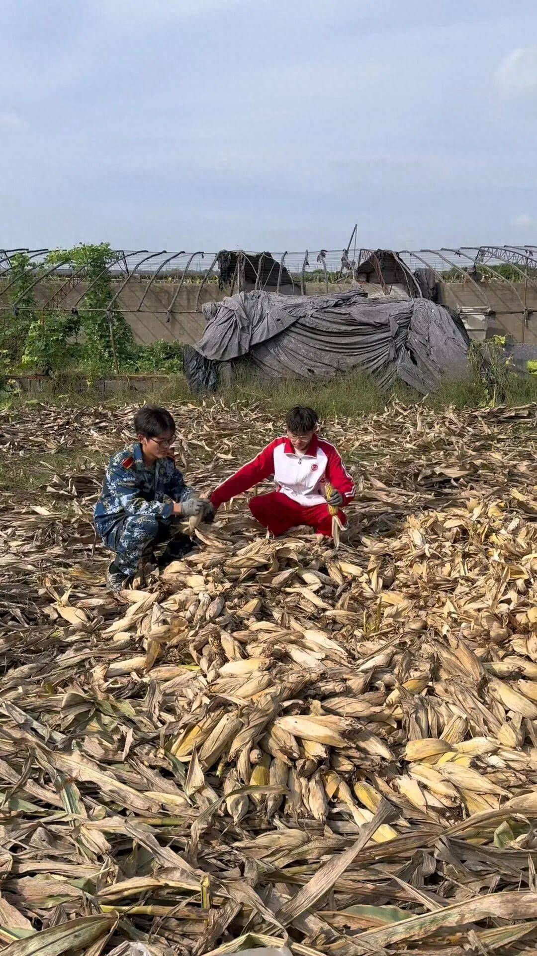 皇冠信用网登1_山东一大学生国庆8天假掰了7天半玉米皇冠信用网登1，本人称“自己多弯一次腰父母就少吃一点苦”