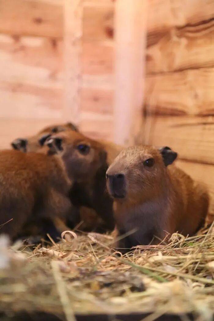 皇冠皇冠代理平台
_出生1小时就能独立行走皇冠皇冠代理平台
，济南动物园“果果”和“豚豚”的4只新生幼崽，周末和市民见面