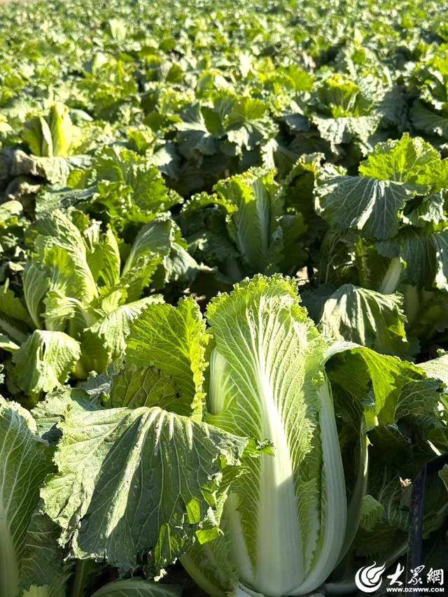 皇冠体育App下载
_山东青岛：全国首批“板蓝根白菜”喜获丰收皇冠体育App下载
，正式上市！首批10万棵已被上海采购商“包圆”