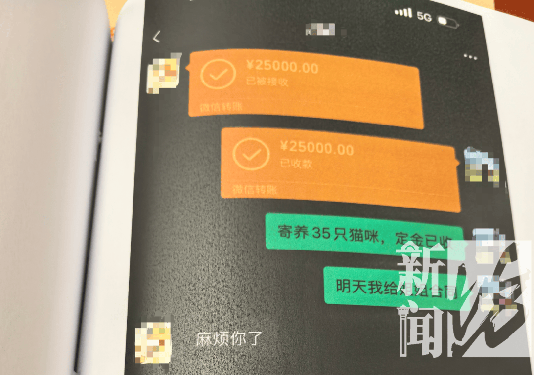 皇冠2登录welcome_上海一女子掏空公司3500万!养了上百只猫皇冠2登录welcome,还痴迷于“云祭祀”……