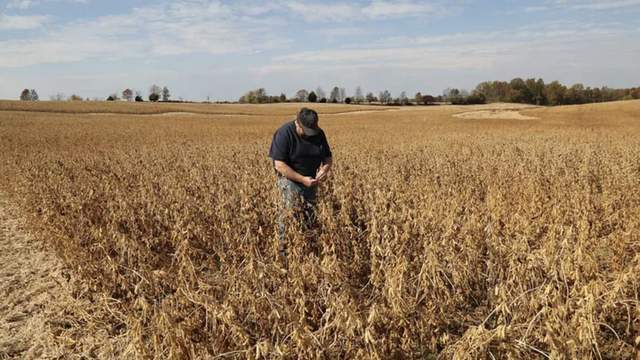 皇冠信用网庄家_中国采购800万吨美国大豆皇冠信用网庄家，美媒争相“报喜”，实则中美角色已互换
