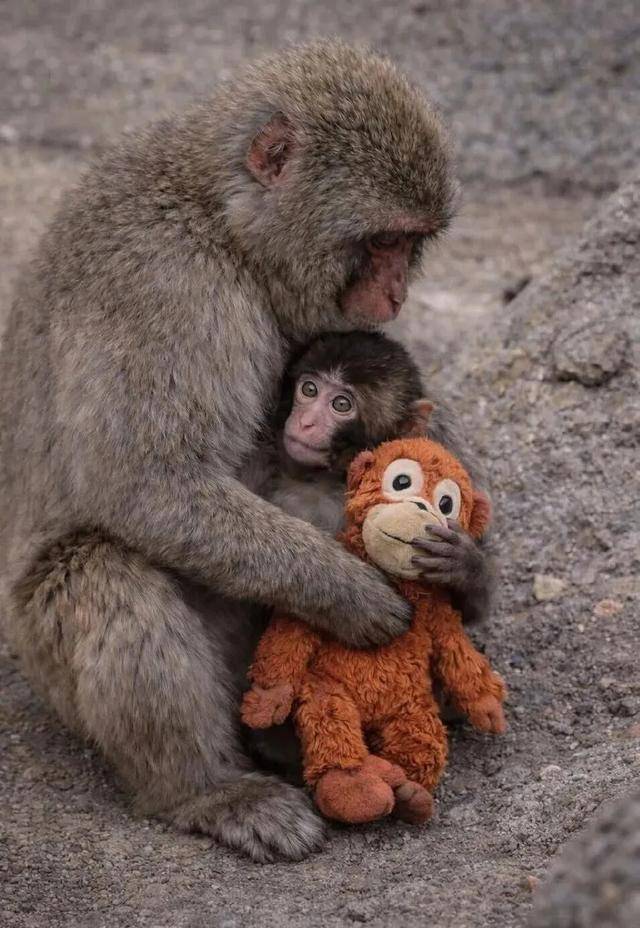 皇冠信用网出租 _毛绒玩具当妈妈皇冠信用网出租 ，被全世界心疼的小猴还有救