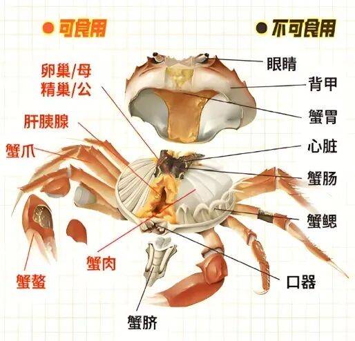 皇冠登3代理申请_价格“崩了”皇冠登3代理申请，有些跌至5元一只！这种美味已大量上市，老板：再等等，更肥更便宜……